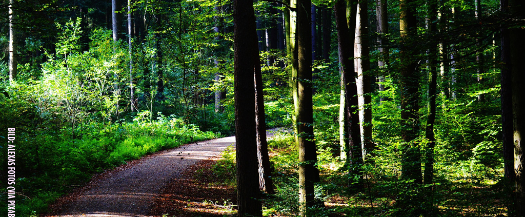 Weg, der durch einen gründen Wald führt (Bild-Copyright: Alexas Fotos - via Pixabay)